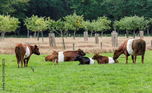 field with dutch belted cows in holland