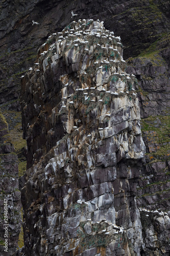 Flock of Northern Gannets perching on cliff photo