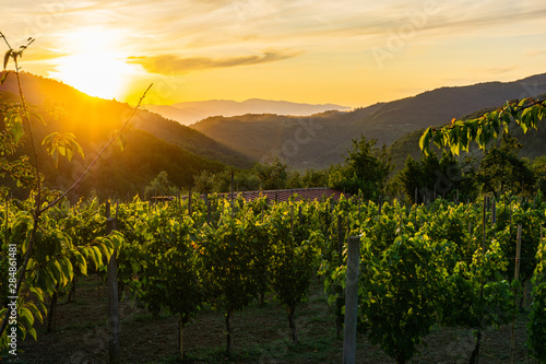 Принти на полотні Beautiful vineyard and mountains, sunset, panoramic background