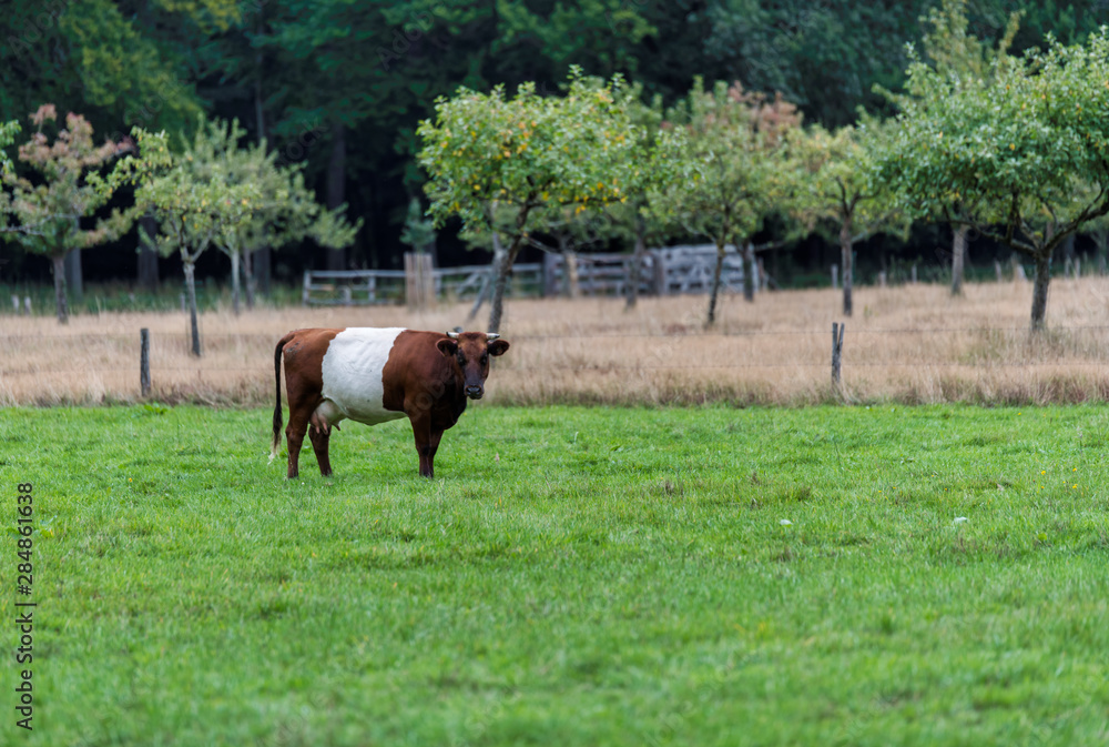 field with one dutch belted cow in holland field with one dutch belted cow in holland