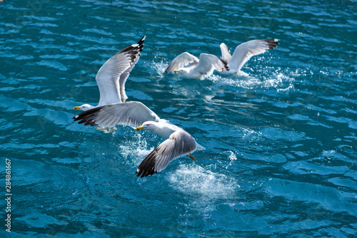 Seagulls (Larus michahellis) flies over the sea and hunting down fish