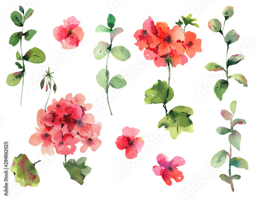 Set of Watercolor Flower Geranium, Pelargonium, Red Flowers, Natural Isolated Design Objects