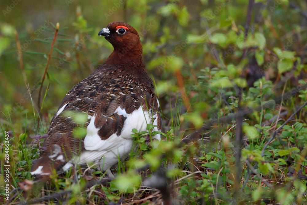 Willow Ptarmigan bird on the forest ground Willow Ptarmigan bird on the forest ground