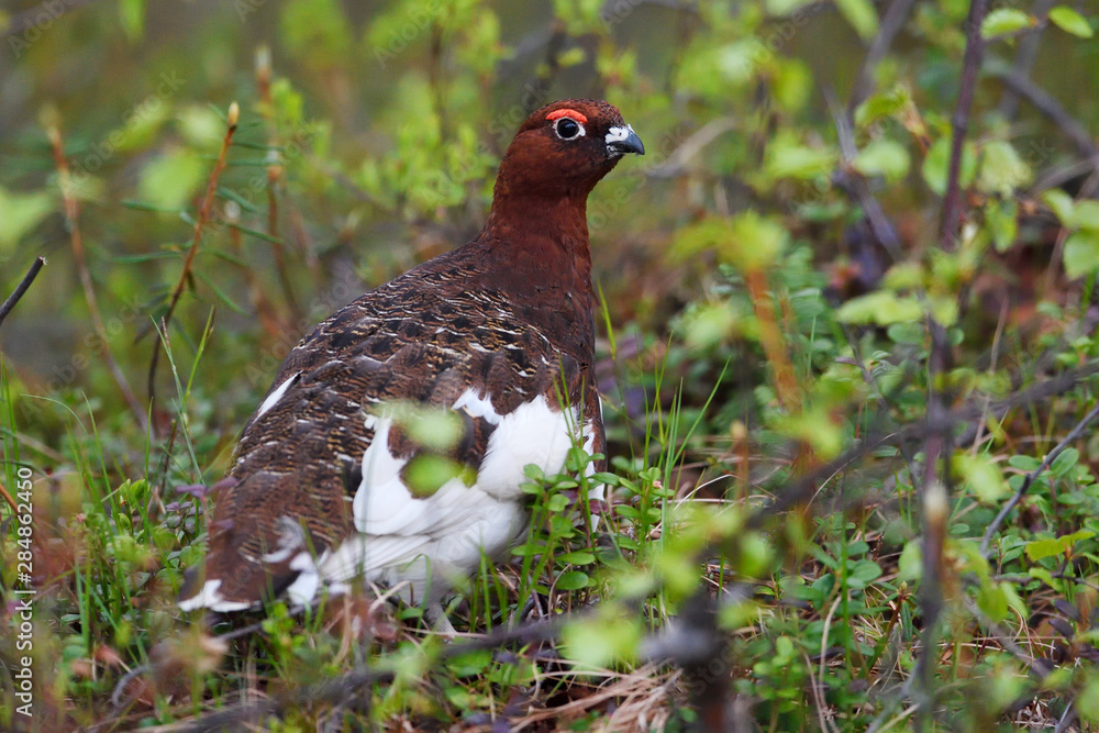 Willow Ptarmigan bird on the forest ground Willow Ptarmigan bird on the forest ground