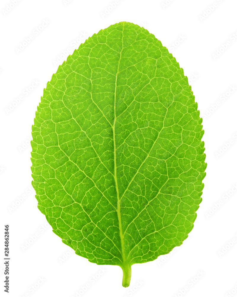 Blueberry leaf, isolated on white background, clipping path, full depth of field Blueberry leaf, isolated on white background, clipping path, full depth of field
