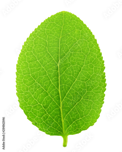 Blueberry leaf  isolated on white background  clipping path  full depth of field