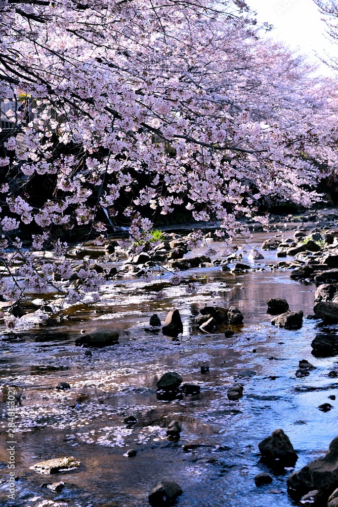 恩田川の桜 恩田川の桜