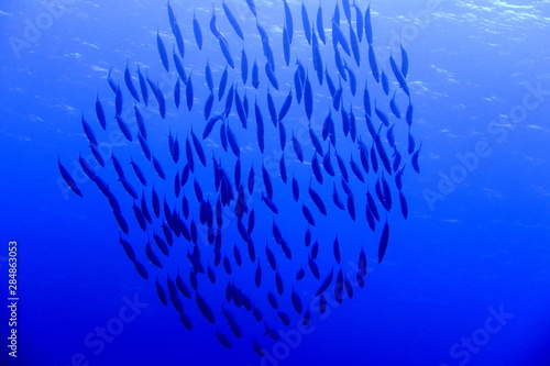 沖縄宮古島の海中のオオメカマスの大群のシルエット