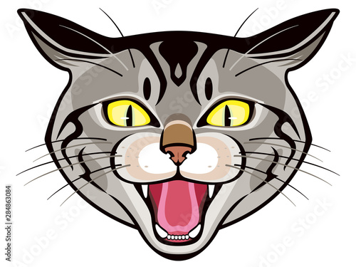 威嚇する猫