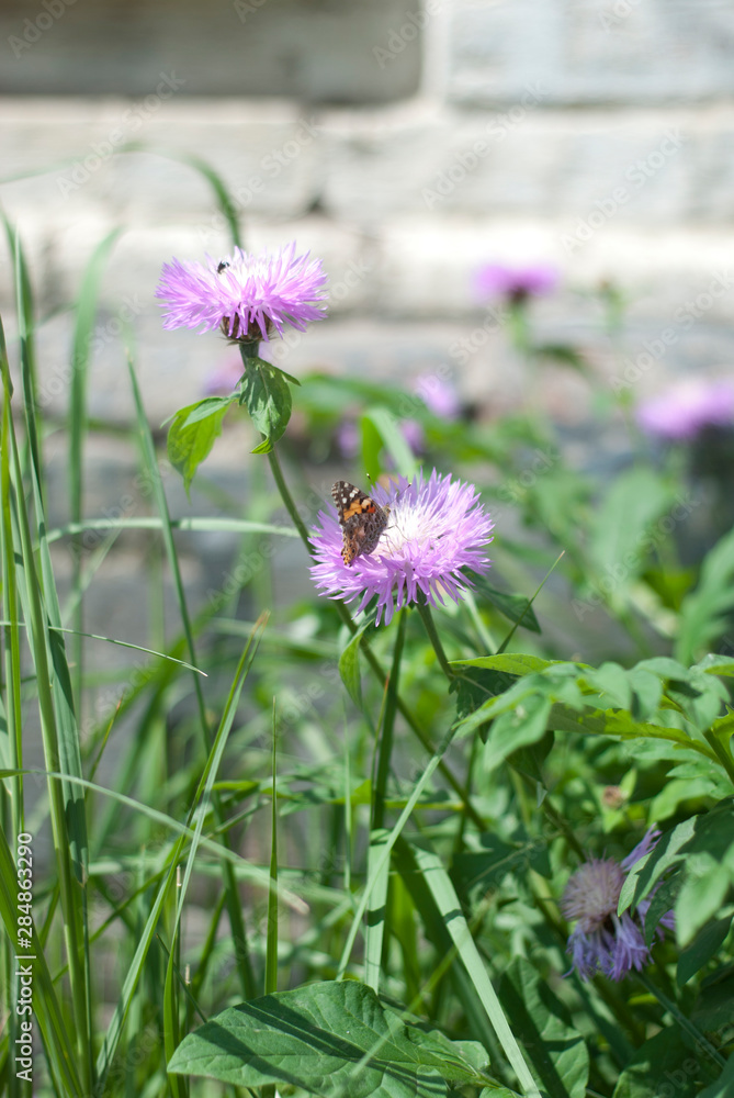 Fototapeta premium Butterfly on a pink flower