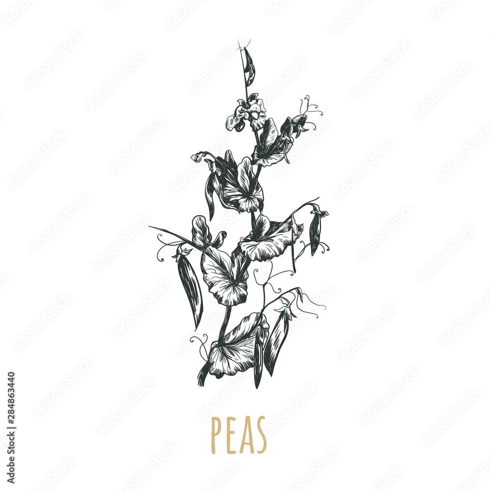 peas plant vector illustration.
