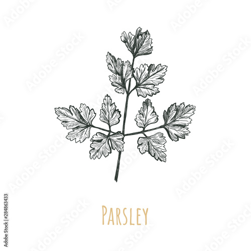 Parsley hand drawing illustration