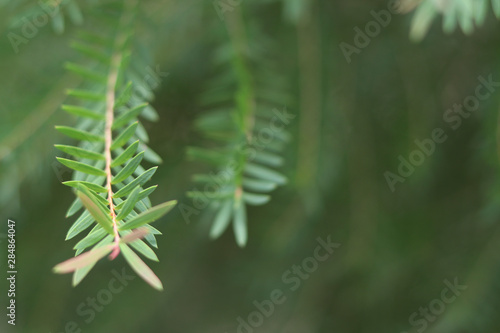 Juniperus leaves with selective focus on blurred background.