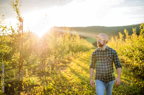 A mature farmer walking outdoors in orchard at sunset. Copy space.