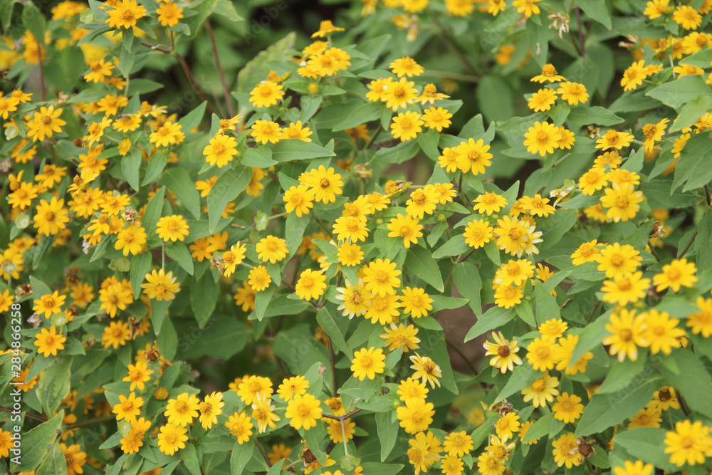 Yellow aspilia with flower in the garden Yellow aspilia with flower in the garden