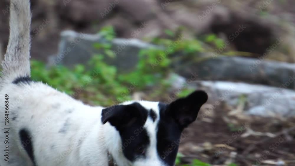 close-up puppy is naughty because of curiosity footage slow motion close-up puppy is naughty because of curiosity footage slow motion