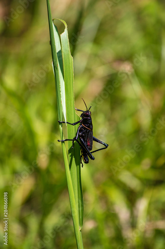 A strikingly patterned large Horse Lubber Grasshopper  clings to a shaft of sturdy grass © Anne Lindgren