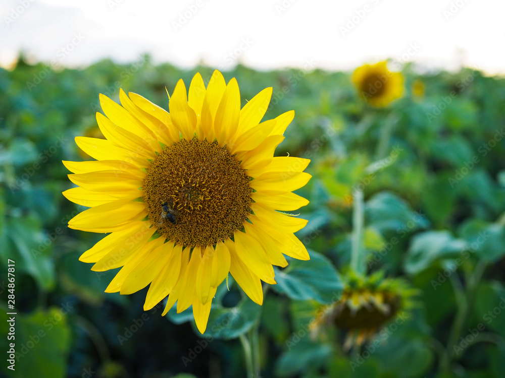 Fototapeta premium bee collects nectar from bright yellow sunflower in the field