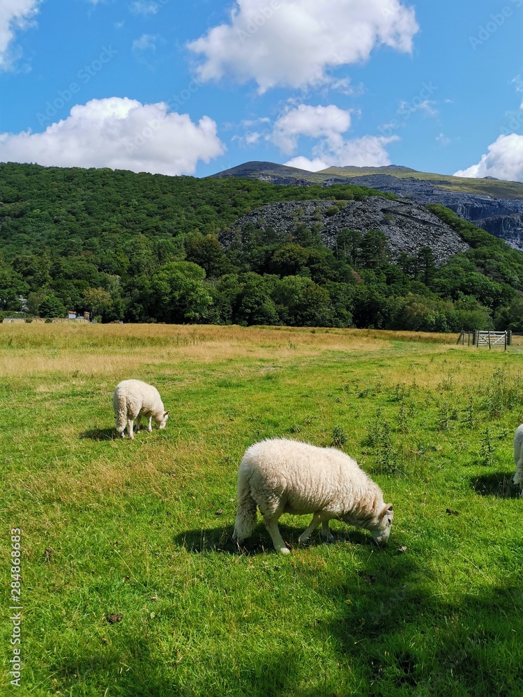 sheep sheep