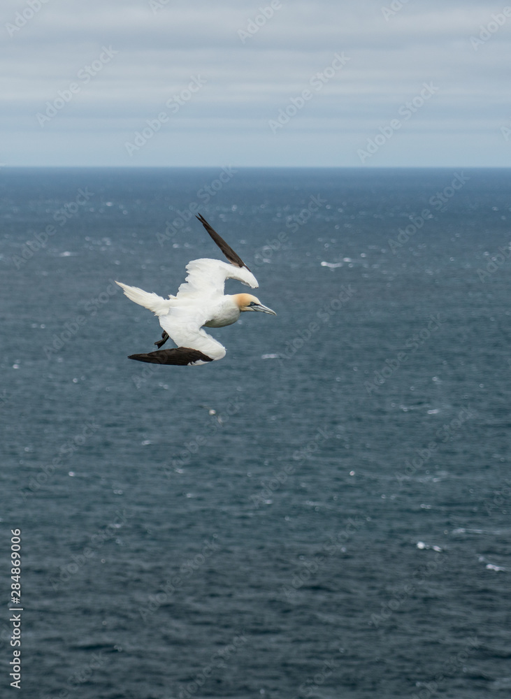 Northern gannet flying over the air currents in Mykines, Faroe Islands