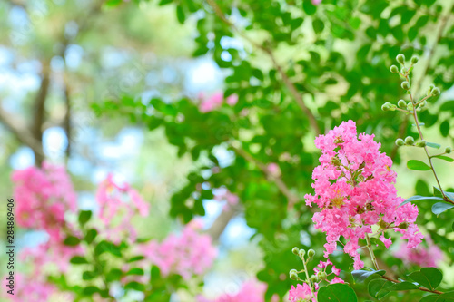 pink crape myrtle flowers in summer park © pheeby
