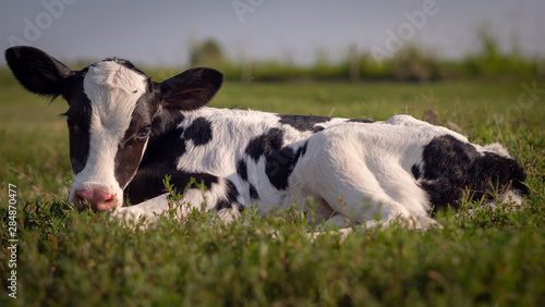 Authentic shot of ecologically grown newborn calf used for biological milk products industry is lying on a green lawn of a countryside farm with a sun shining.