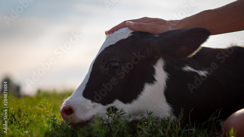 Fotografie Authentic close up shot of young woman farmer hand is caressing  an ecologically grown newborn calf used for biological milk products industry on a green lawn of a countryside farm with a sun shining