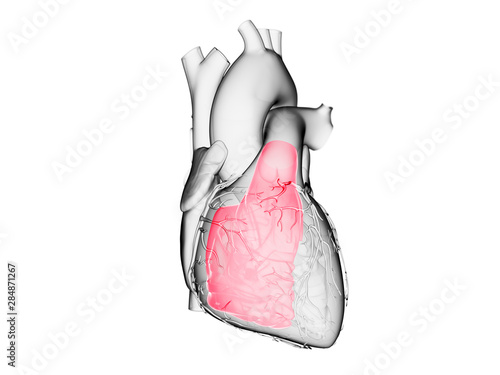 3d rendered medically accurate illustration of the right ventricle photo