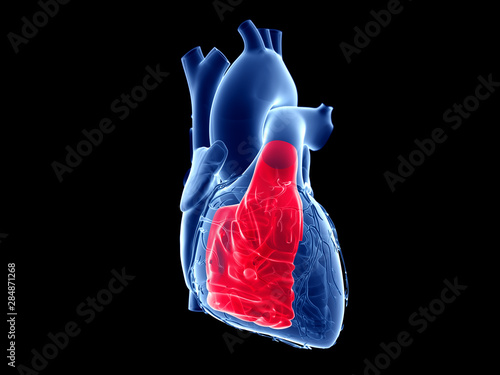 3d rendered medically accurate illustration of the right ventricle photo