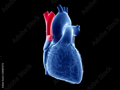 3d rendered medically accurate illustration of the superior vena cava photo