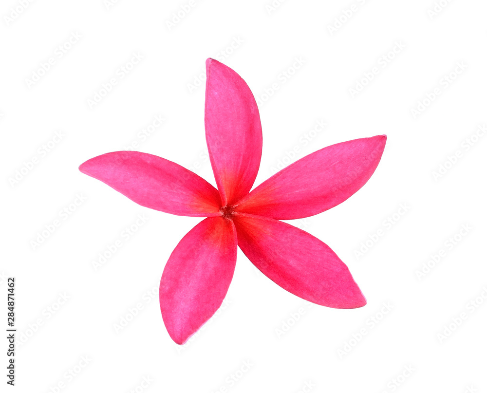 Plumeria isolated on white background Plumeria isolated on white background