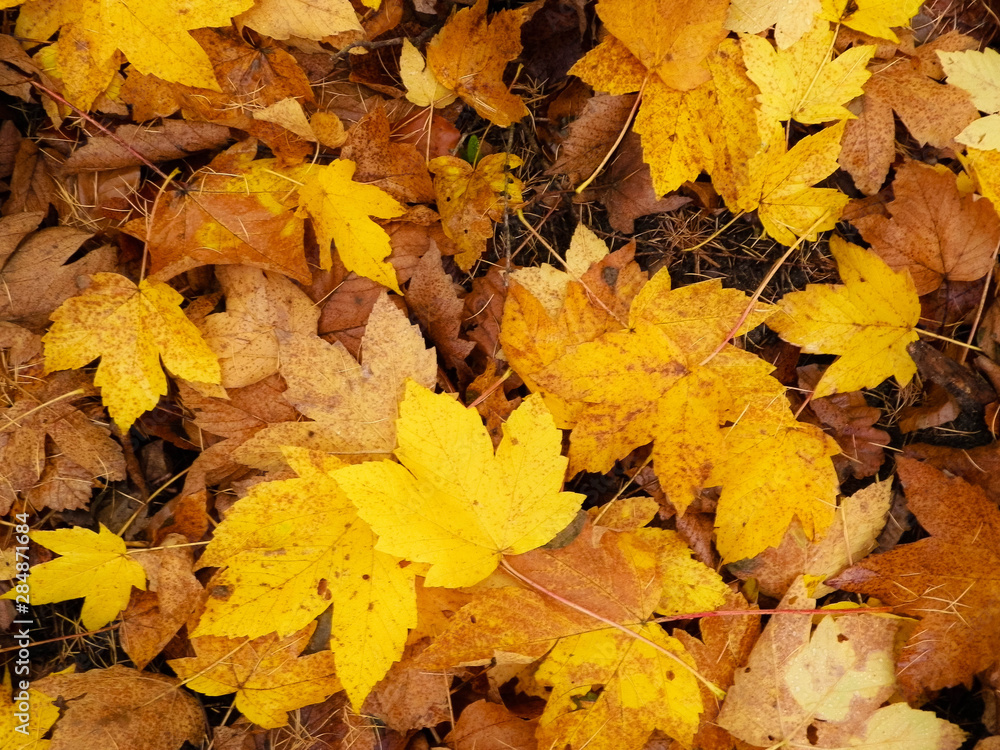 Fototapeta premium Yellow autumnal leaves as nature background.