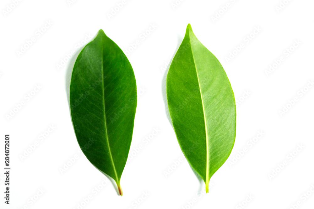 green front and back leaves on isolated white background