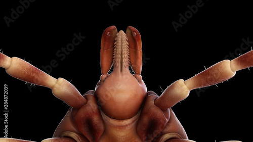 3d rendered illustration of a hyalomma tick photo