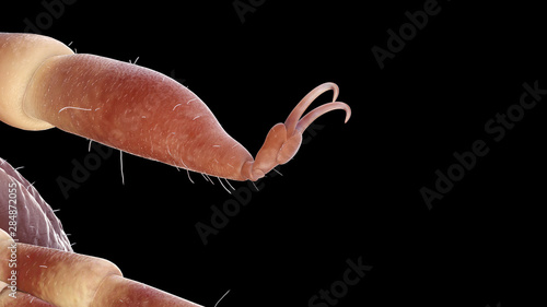 3d rendered illustration of a hyalomma tick photo