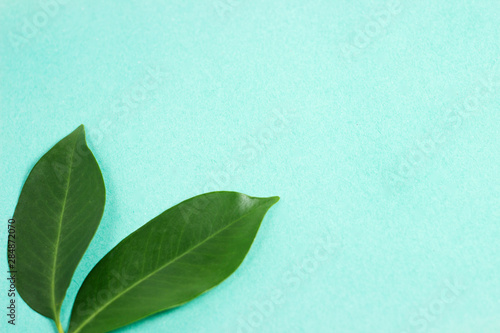 green leaf in the corner with copy-space on seafoam bright background