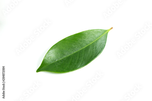 green leaf on isolated white background