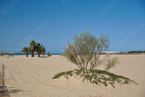 Beach in Andalusia with palm trees on the ocean