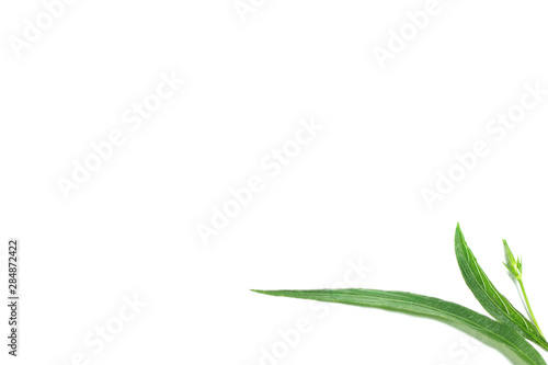 Green leaf and flower on white background with space like a corner flora frame. Template with copy-space