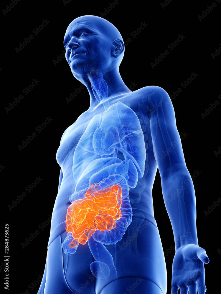 3d rendered medically accurate illustration of an old mans small intestine 3d rendered medically accurate illustration of an old mans small intestine