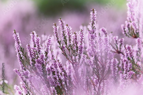 Beautiful purple flowering heath moor heather calluna vulgaris