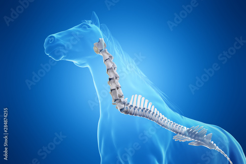 3d rendered medically accurate illustration of a horses spine photo