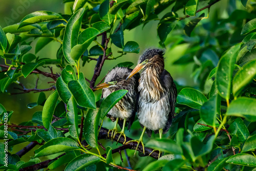 Perched Green Heron siblings are waiting for the sunrise.