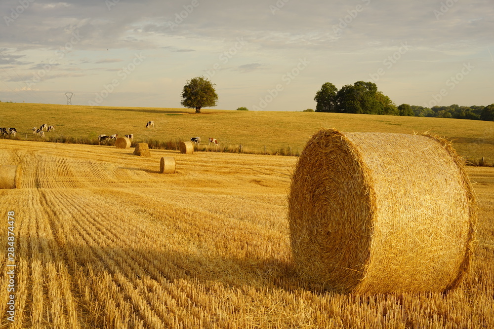 Fototapeta premium Paysage Campagne 570