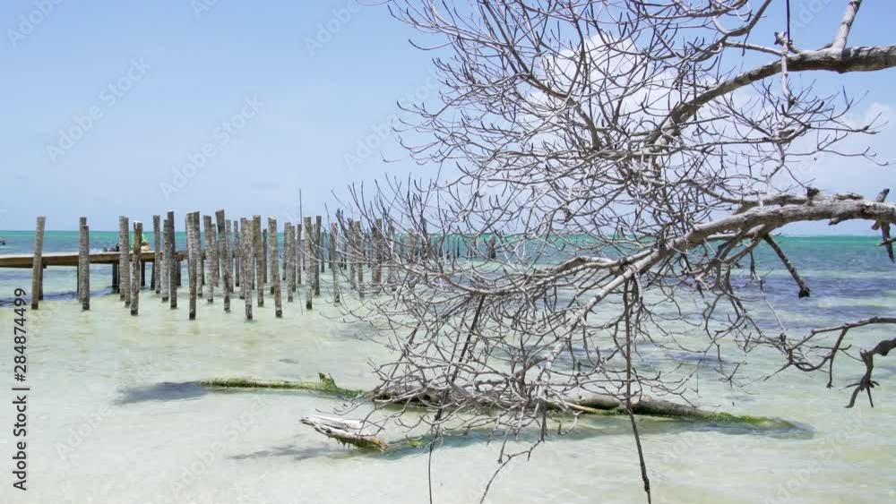 Empty Dock behind a tree in Caye Caulker, Belize island in Caribbean Sea Empty Dock behind a tree in Caye Caulker, Belize island in Caribbean Sea