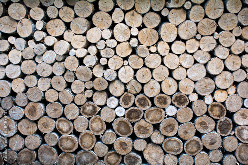 logging  felled trees for heating in winter. Abstract background. Wood texture