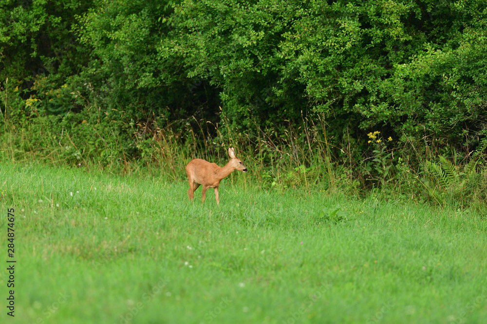 Young doe fawn grazes on a green meadow Young doe fawn grazes on a green meadow