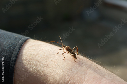 Western conifer seed bug (Leptoglossus occidentalis Coreidae) a large and specific squashbug close-up sitting on an arm photo