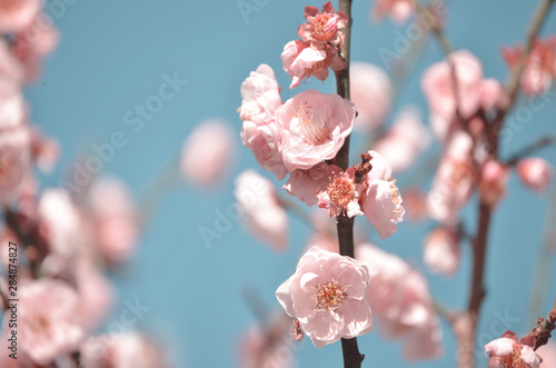 backgrounds of cherry blossoms and sakura trees with pastel colors in a vintage and very sweet atmosphere