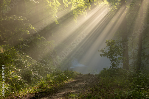 Sun Rays shining in forest